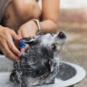 Crate 61 Pet Shampoo Bar - Unscented 110g