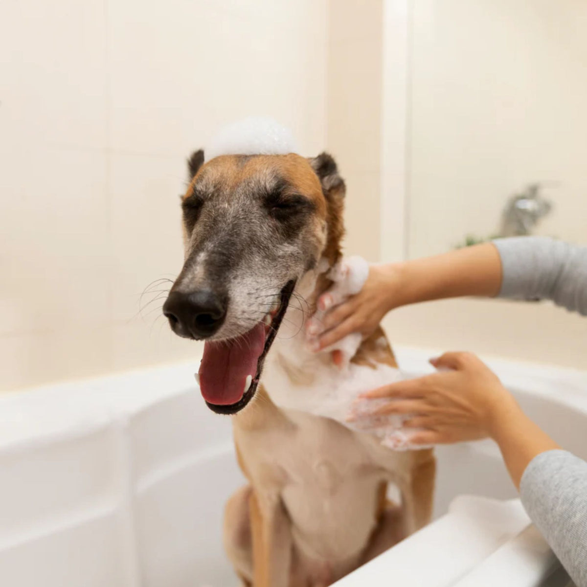 Crate 61 Pet Shampoo Bar - Fresh Lavender 110g