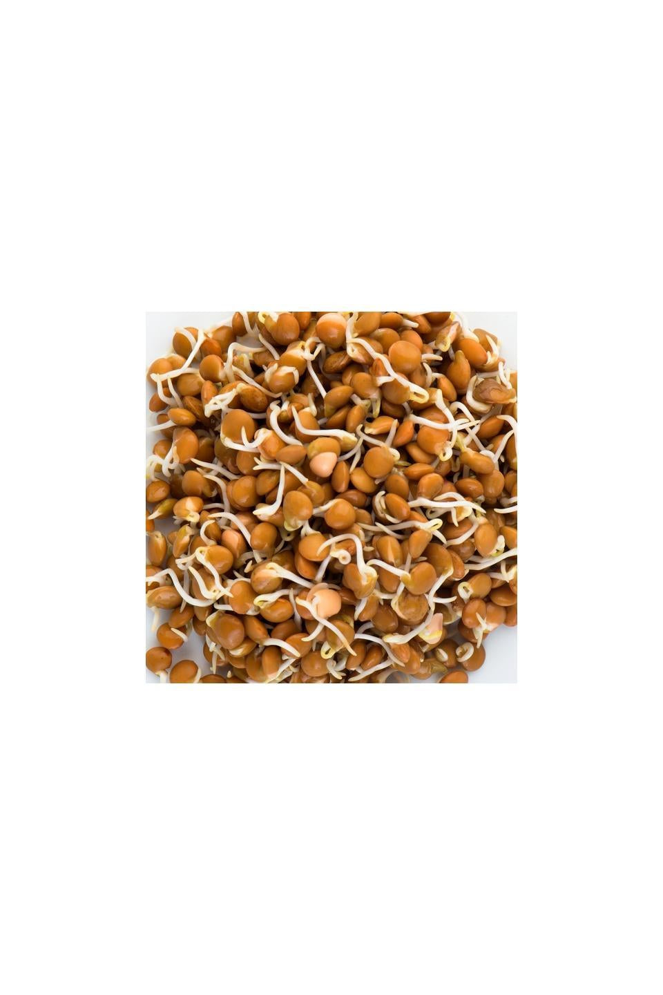 Mumm's Sprouting Seeds Lentils, Crimson 125g